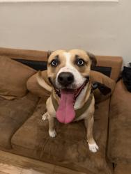 Found/Stray Male Dog last seen Louise & Saticoy in Northridge, Ca, Los Angeles, CA 91325