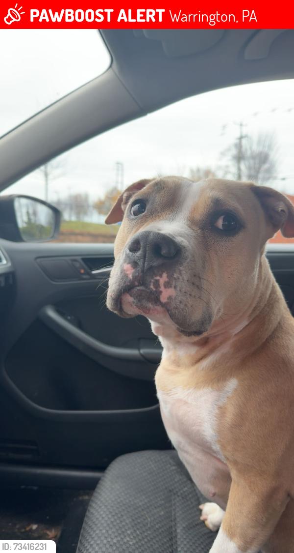 Lost Female Dog last seen Valley road and county line road Warrington, Horsham, Warminster PA, Warrington, PA 18976