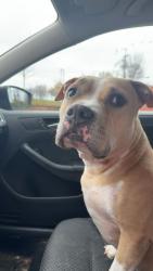 Lost Female Dog last seen Valley road and county line road Warrington, Horsham, Warminster PA, Warrington, PA 18976
