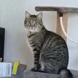 Lost Male Cat last seen Cheryl lane, Vail, Butler, Danville, KY 40422