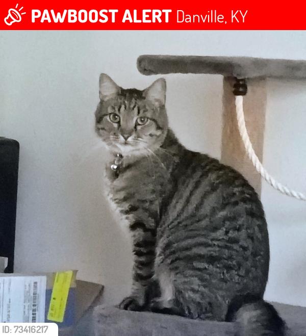 Lost Male Cat last seen Cheryl lane, Vail, Butler, Danville, KY 40422