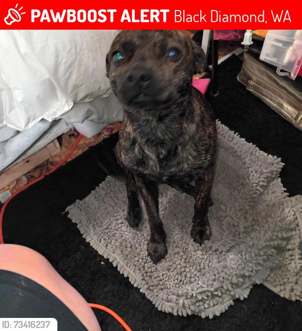 Lost Male Dog last seen In front of hse, Black Diamond, WA 98010