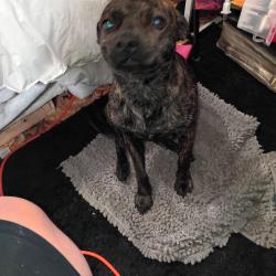 Lost Male Dog last seen In front of hse, Black Diamond, WA 98010