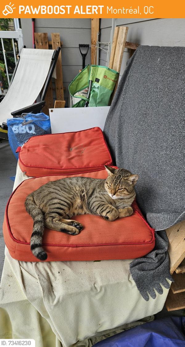 Found/Stray Male Cat last seen H2K 2A4, Montréal, QC 