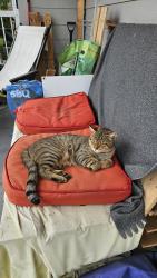 Found/Stray Male Cat last seen H2K 2A4, Montréal, QC 