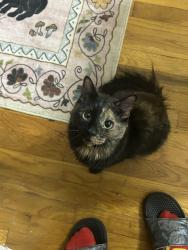Found/Stray Female Cat last seen Hoyt Ave N Road, Queens, NY 11102