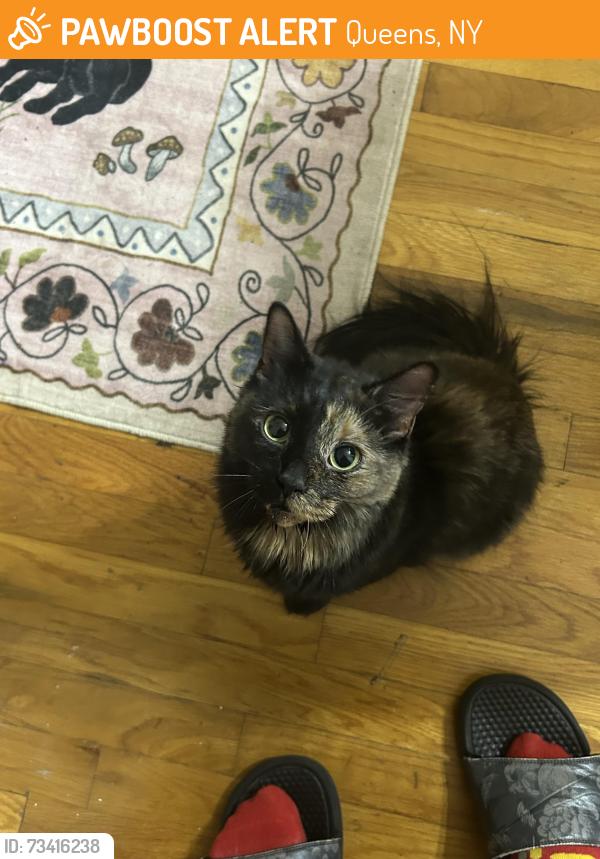 Found/Stray Female Cat last seen Hoyt Ave N Road, Queens, NY 11102