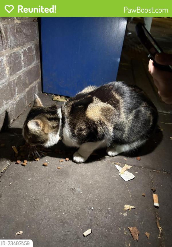 Reunited Unknown Cat last seen St John’s wood tube station, Greater London, England NW8 9TT
