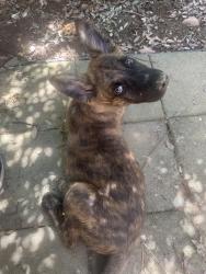 Found/Stray Male Dog last seen Watt Ave & American River Dr, Sacramento, CA 95864
