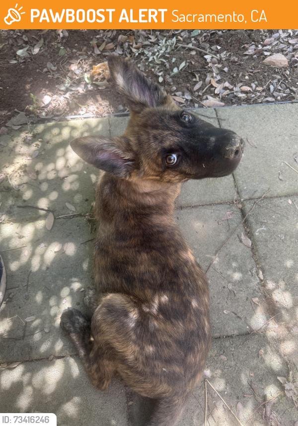 Found/Stray Male Dog last seen Watt Ave & American River Dr, Sacramento, CA 95864