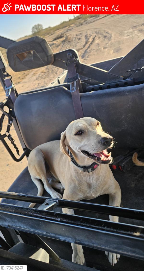 Lost Male Dog last seen Near end of Diversion Dam Rd, Florence, AZ 85132