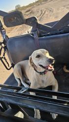 Lost Male Dog last seen Near end of Diversion Dam Rd, Florence, AZ 85132