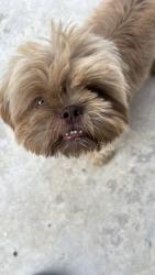 Lost Male Dog last seen Grand Prairie Dr, Humble, TX 77396