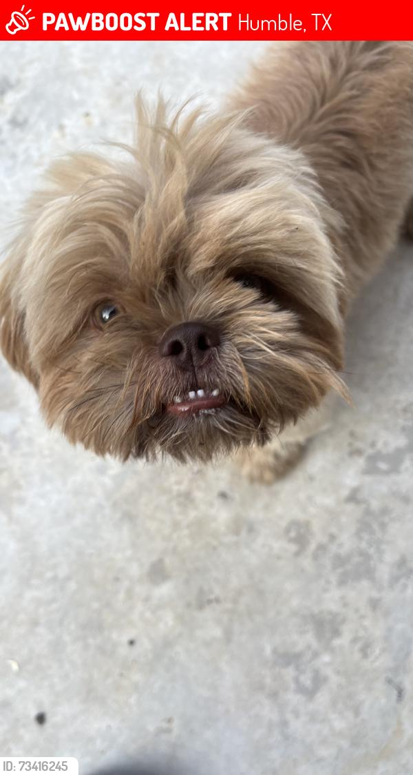 Lost Male Dog last seen Grand Prairie Dr, Humble, TX 77396