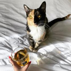 Reunited Female Cat last seen Westerly way, West Chester, PA 19382