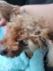 Found/Stray Female Dog last seen York and Wheeling, Toledo, OH 43605