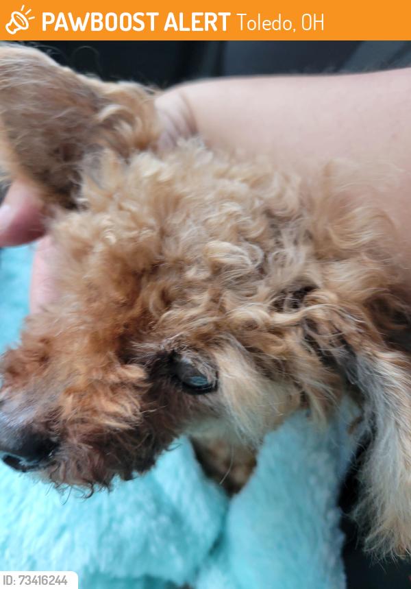 Found/Stray Female Dog last seen York and Wheeling, Toledo, OH 43605
