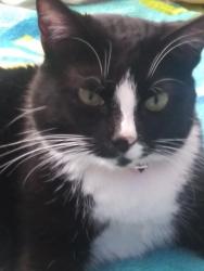 Lost Female Cat last seen Alamosa Dr and Hewitt Dr, Hewitt, TX 76643