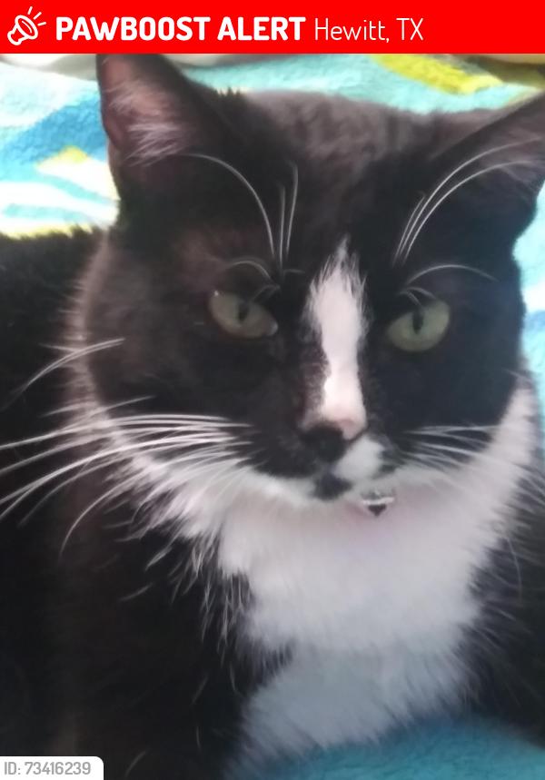 Lost Female Cat last seen Alamosa Dr and Hewitt Dr, Hewitt, TX 76643