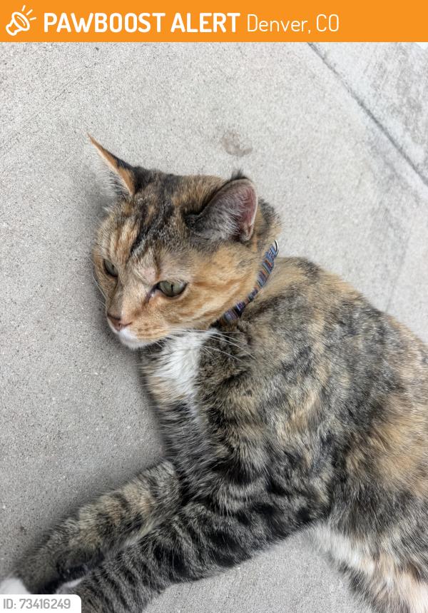 Found/Stray Unknown Cat last seen 11th and Ogden, Denver, CO 80218