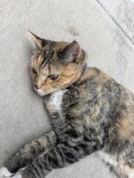 Found/Stray Unknown Cat last seen 11th and Ogden, Denver, CO 80218