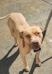 Lost Female Dog last seen Collier and Copeland Dr., Powell, TN 37849