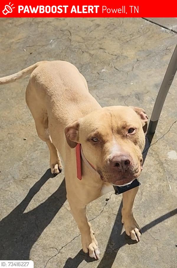 Lost Female Dog last seen Collier and Copeland Dr., Powell, TN 37849
