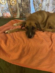 Reunited Female Dog last seen Earl and Magnolia Ave E, Saint Paul, MN 55106