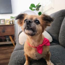 Reunited Female Dog last seen Santa ana and Otis, Huntington Park, CA 90255