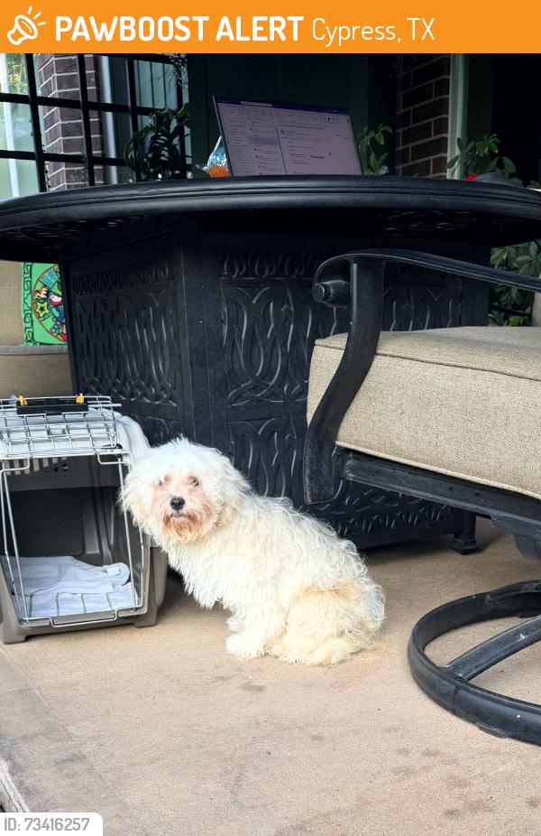 Found/Stray Male Dog last seen Longwood Golf Course, Cypress, TX 77429