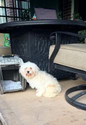 Found/Stray Male Dog last seen Longwood Golf Course, Cypress, TX 77429