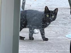 Found/Stray Unknown Cat last seen Sleepy and Irving, Danbury, CT 06810