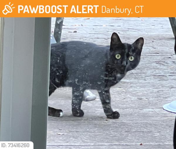 Found/Stray Unknown Cat last seen Sleepy and Irving, Danbury, CT 06810
