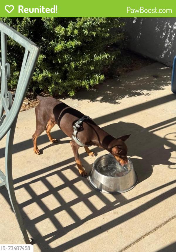 Reunited Male Dog last seen Mojave & Amargosa, Victorville, CA 92394