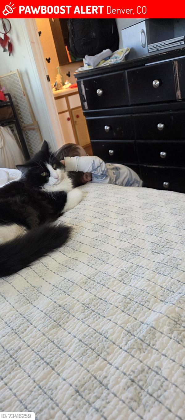 Lost Male Cat last seen Andes and 45th, Denver, CO 80249