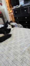 Lost Male Cat last seen Andes and 45th, Denver, CO 80249