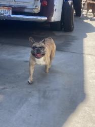 Found/Stray Male Dog last seen Gladstone and Burnaby, Glendora, CA 91740