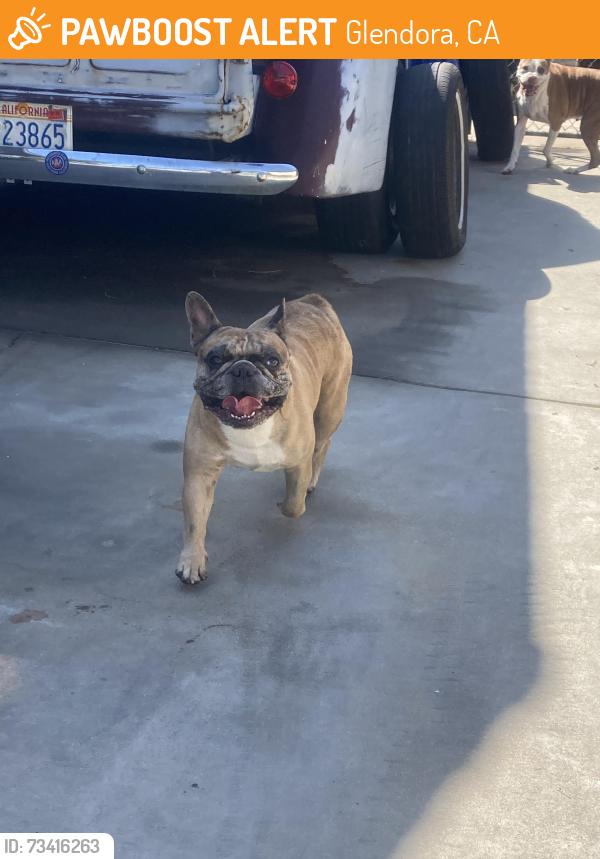 Found/Stray Male Dog last seen Gladstone and Burnaby, Glendora, CA 91740