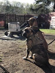 Lost Female Dog last seen hse, Sylvan Lake, AB 
