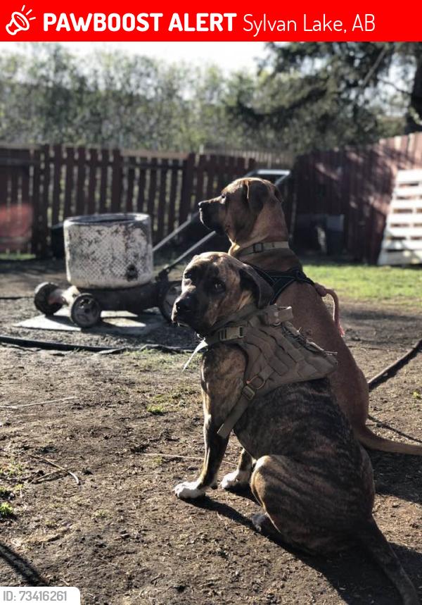 Lost Female Dog last seen hse, Sylvan Lake, AB 