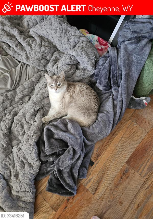 Lost Female Cat last seen Century, Cheyenne, WY 82009