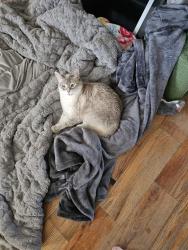 Lost Female Cat last seen Century, Cheyenne, WY 82009