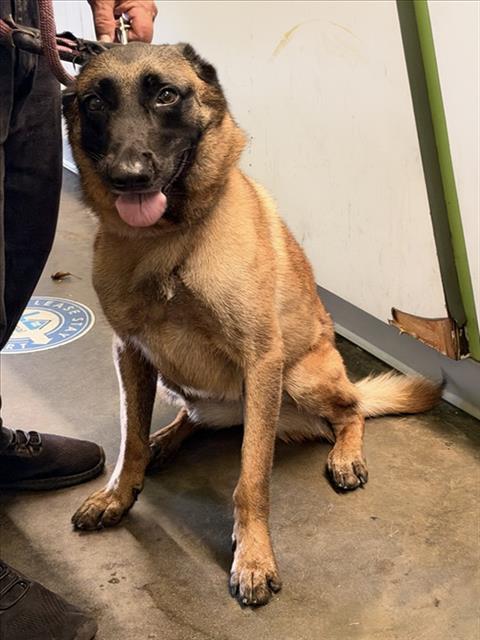 Shelter Stray Female Dog last seen , 1850 W 60th St, Los Angeles, CA 90047, USA