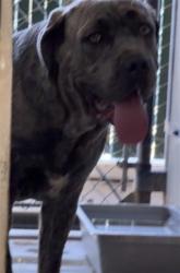 Shelter Stray Male Dog last seen Near BLOCK W SUNRISE DR, 333 Chandler Pl, San Bernardino, CA 92408, USA