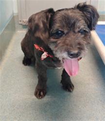 Shelter Stray Male Dog last seen , 4275 Elton St, Baldwin Park, CA 91706, USA