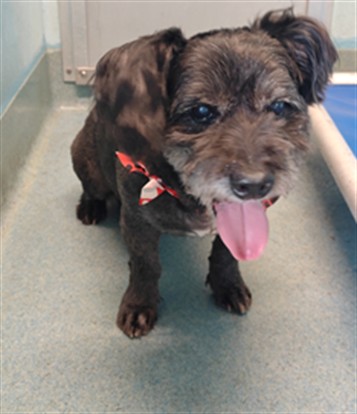 Shelter Stray Male Dog last seen , 4275 Elton St, Baldwin Park, CA 91706, USA