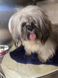 Shelter Stray Female Dog last seen 3RD AVE AND MAIN STREET, 130 Beyer Way, Chula Vista, CA 91911, USA