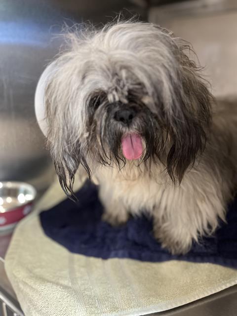 Shelter Stray Female Dog last seen 3RD AVE AND MAIN STREET, 130 Beyer Way, Chula Vista, CA 91911, USA