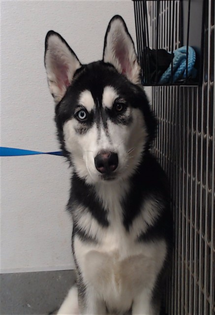 Shelter Stray Female Dog last seen OAKDALE AND 3RD, 1419 Bryant St, San Francisco, CA 94103, USA