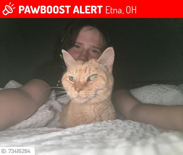 Lost Female Cat last seen Gala and Orchard Glen, Etna, OH 43062